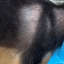 킴스 펫클리닉 이미지