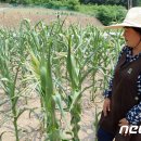 남면옥수수 이미지