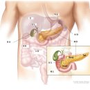 우리몸 췌장을 보호하기 위한 아주 중요한 정보! 이미지