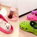 매일신발