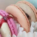 비비드마카롱 이미지