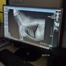 신영통동물병원 이미지