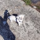 강아지마을 이미지