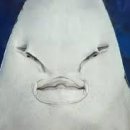 아쿠아리움 이미지