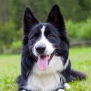 25시 동물병원 이미지