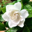 그해여름 이미지