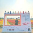 운정금부동산공인중개사사무소 | [철원] 2024 고석정 꽃축제 6월 후기 / 입장료, 깡통열차, 꽃 개화, 꽃 종류, 꿀팁 소개