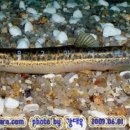 어류도감 이미지