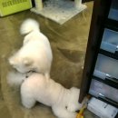 오즈동물병원 이미지