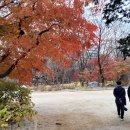 [공지] 2024 창경궁의 가을 - 서울 단풍 명소