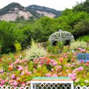 장미정원 이미지