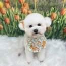 코지그루밍 이미지