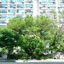 잠실리뽕나무 이미지