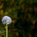 민들레홀씨 이미지