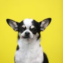 멍멍펫스토어 이미지