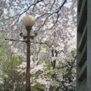 과천대공원 봄꽃축제 동호회 나들이(1) 이미지