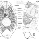돔발상어(Squalus mitsukurii)의 피부 기생 단생류 Microbothrium 이미지