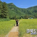 보리밭 이미지