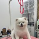 행복더하개 이미지