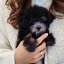 톰퍼피 강아지분양 이미지