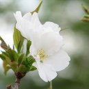 [새벽 종소리] - 바보 소리 들으면 성공한 거야! . . . 이미지