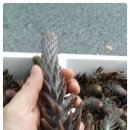 천연자연산와송