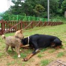 멍구야 놀자 이미지