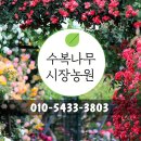 부귀영화농원 | 목단(금각)