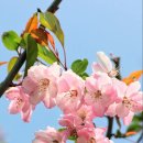 상하이 ‘봄꽃 시간표’ 나왔어요~ 꽃별 관람 스팟 총정리! 이미지