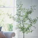 올리브나무 이미지