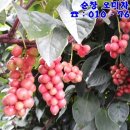 정임농장 네이버블로그