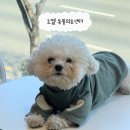 헬릭스동물심장수술센터 | 김해 장유 24시간 르엘 동물의료센터 스케일링 전후&amp;건강검진 후기