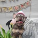 아리댕댕애견카페 이미지