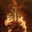 (주)캘리포니아폴스 이미지