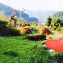 상오안리농장 네이버블로그