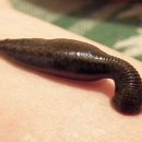 leech,거머리의 어원 찾아 아프리카,티베트로 왔당! 이미지