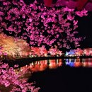 수채화(야간) | 당진 면천 골정지 저수지 야간 벚꽃 명소 개화시기 4월 10일 방문 후기