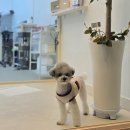 솜사탕 애견미용실 이미지