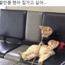 엘빈 이미지