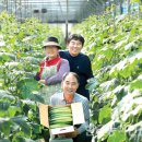 오이씨농장1 이미지