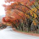 가을도 머물다 가는 내장산 단풍 이미지