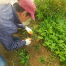 세종홈플러스건너편 이미지