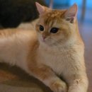 효성공원(4) | 수원 광교 고양이카페 광교호수공원 실내 데이트코스 미야오 아이랑 방문후기