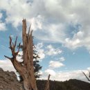 세계 최 고령 나무 Bristlecorn Pine 이미지