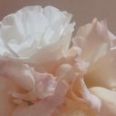 달플로르 이미지