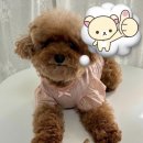 퍼피비스킷 이미지