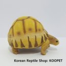 쿠펫