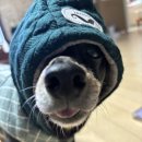 아찌살롱 이미지