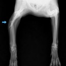 광진24시 필동물병원 이미지