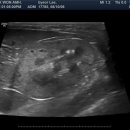 내과동물병원 루미나 | 안양 내과 동물병원 강아지 고양이 만성신부전 치료 후기